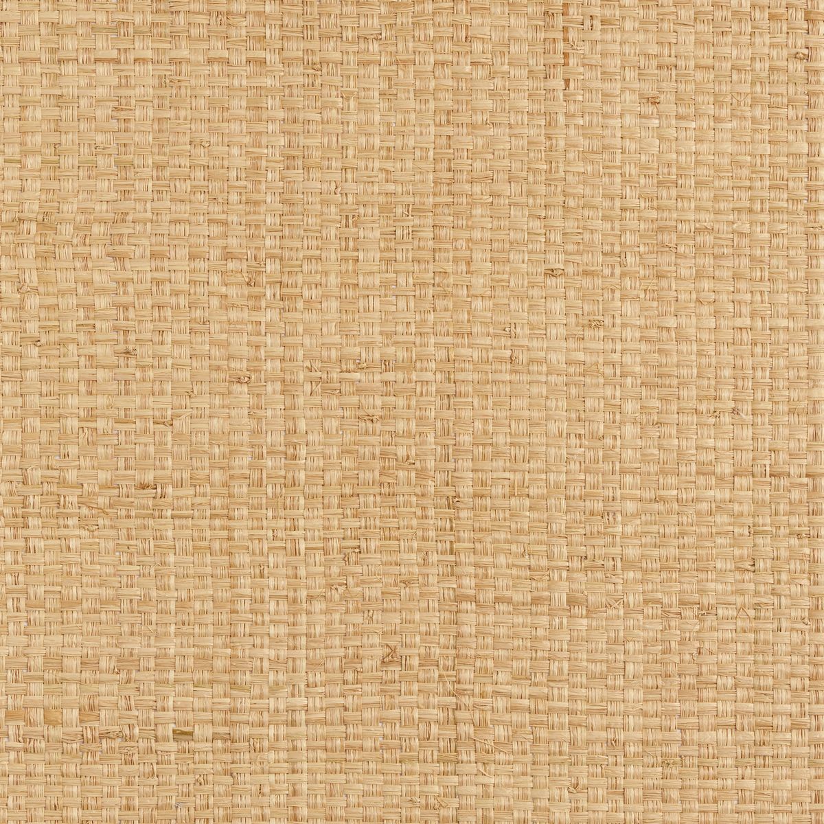 Solal — Camel